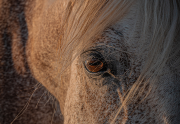 Mirada Equina