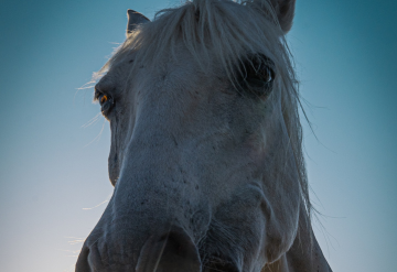 Amanecer Caballar